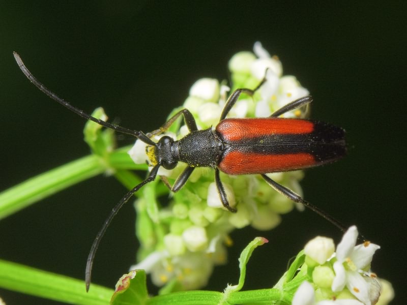 Stenurella melanura (Linnaeus, 1758)